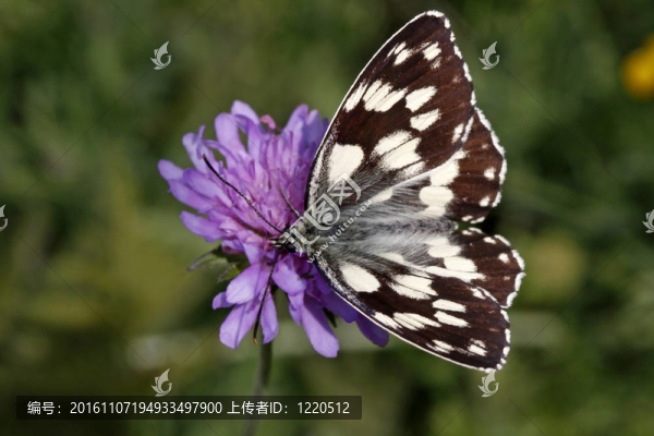 Melanargia,galathea；Marbled,White