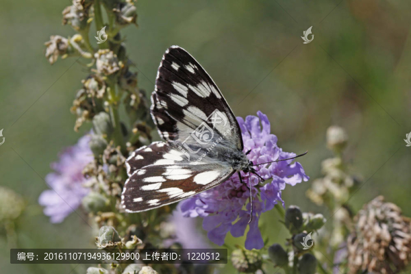 Melanargia,galathea；Marbled,White