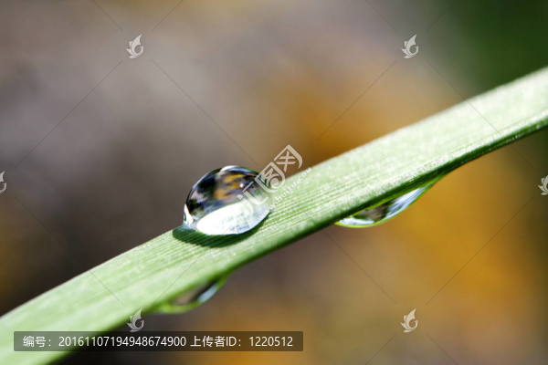 水滴在綠色的草地上