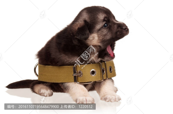可愛(ài)的小狗