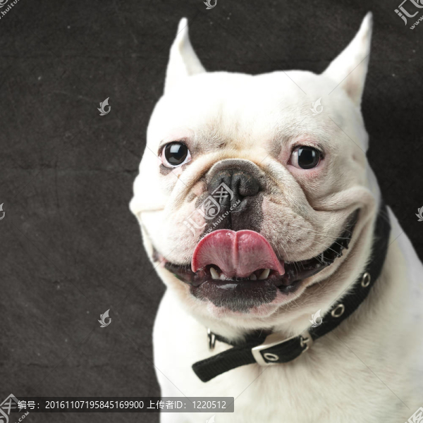 年輕的斗牛犬