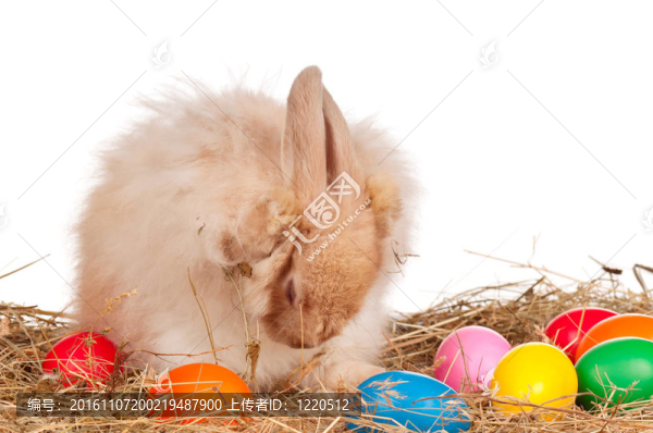 復(fù)活節(jié)兔子eggs_