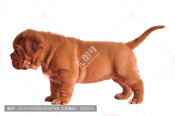 法國獒犬小狗站