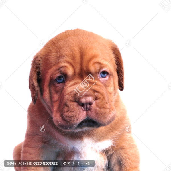 波爾多獒犬小狗的肖像