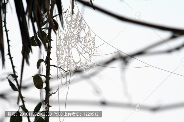 冷冰冰的蜘蛛網(wǎng)