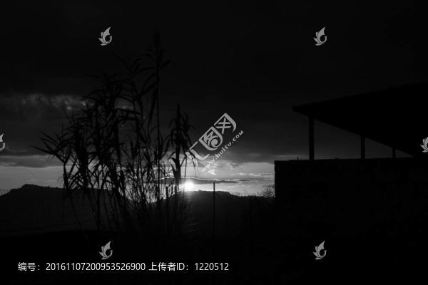 甘蔗票