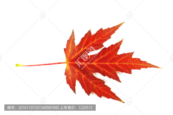 秋天的楓葉