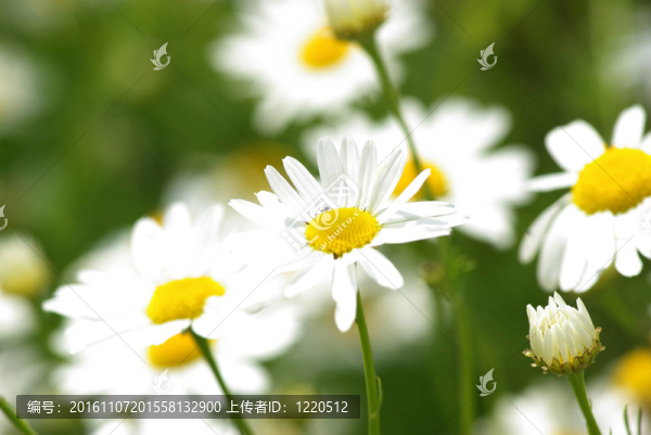 甘菊花