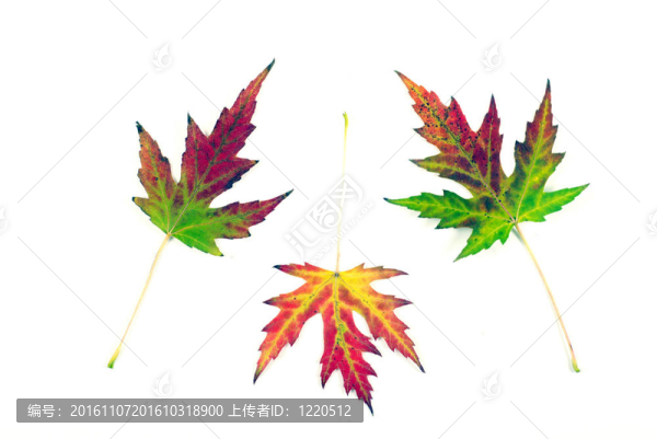 秋天的落葉