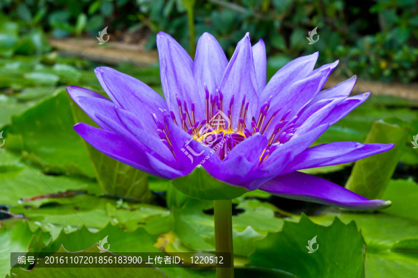 池塘里的紫蓮