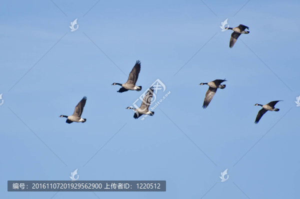 遷移加拿大鵝