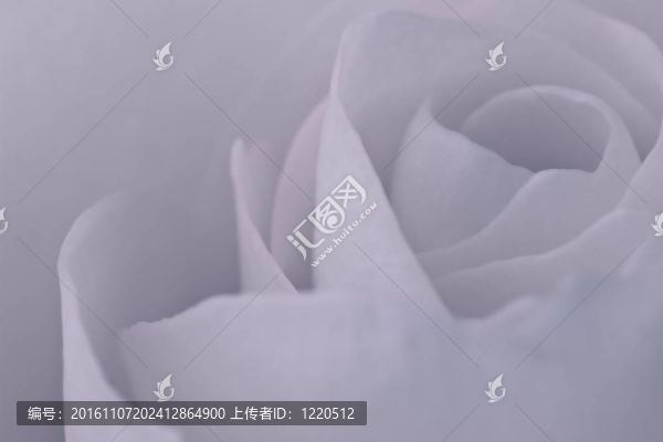 玫瑰的宏