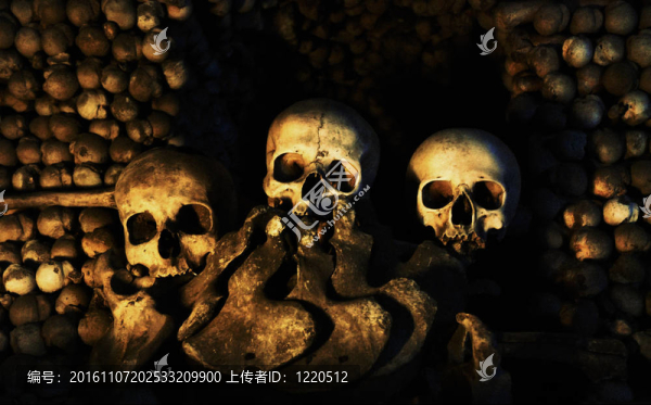 三人類頭骨