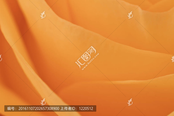 橙玫瑰的宏