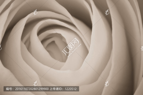 白玫瑰的宏