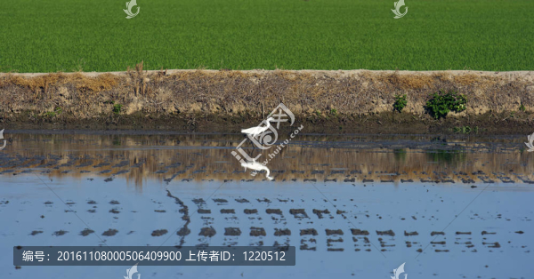 在一個被洪水淹沒的水稻中的鳥