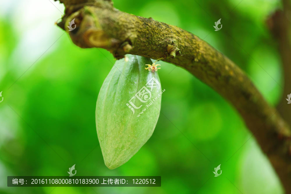 可可豆莢