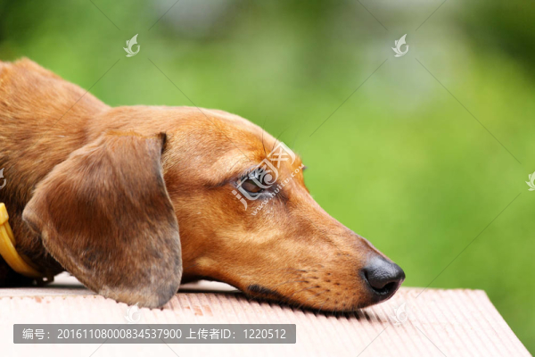 臘腸狗