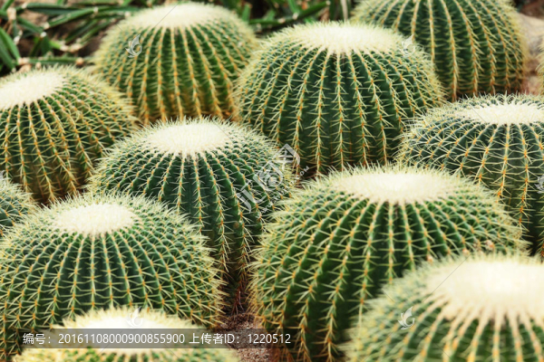 仙人掌在Desert