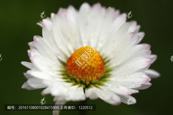 雛菊