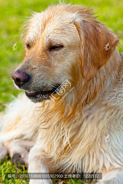 金毛獵犬