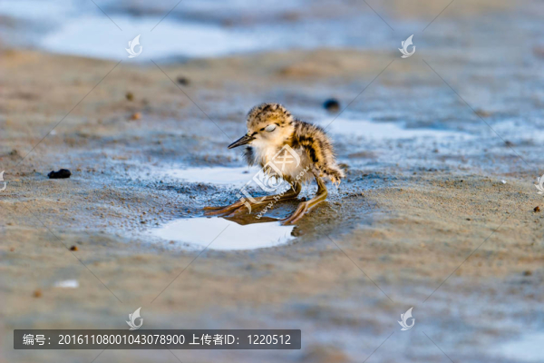 黑翅長腳鷸