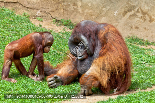 猩猩的Borneo；Pongo,Pygmaeus