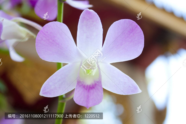 淡藍(lán)色蘭花。