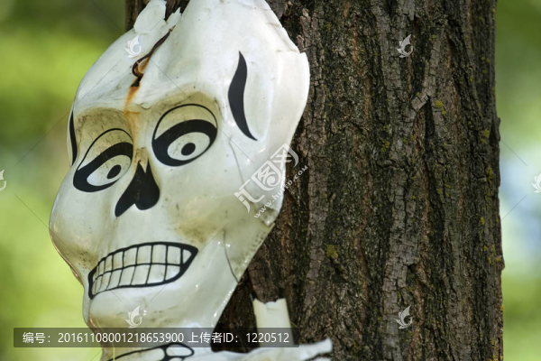 頭骨特寫