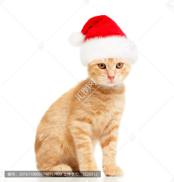 Santa的貓。