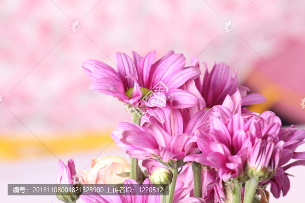 春天的花朵
