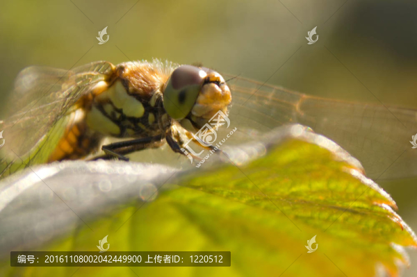 靜止的蜻蜓