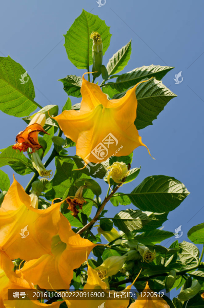 黃色的花