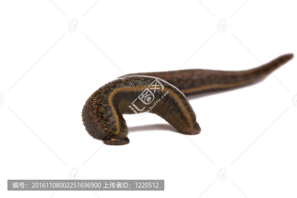 水蛭醫(yī)療