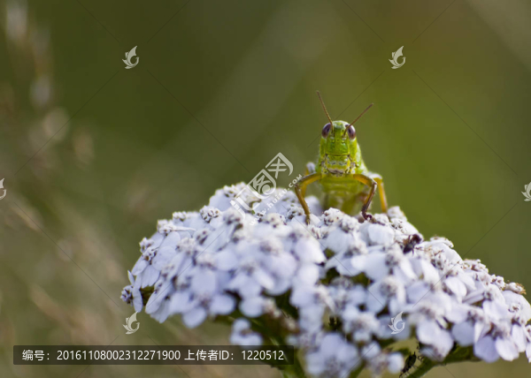 蚱蜢
