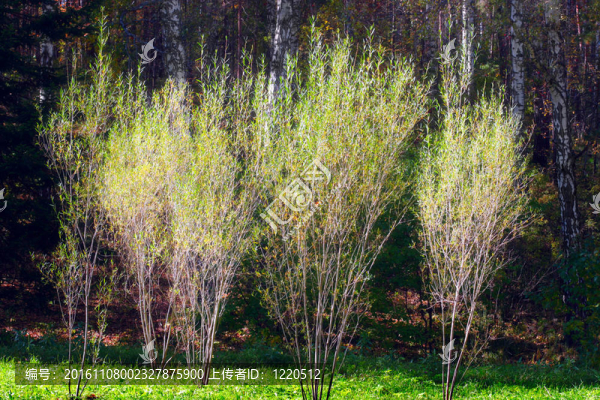 樹(shù)在森林
