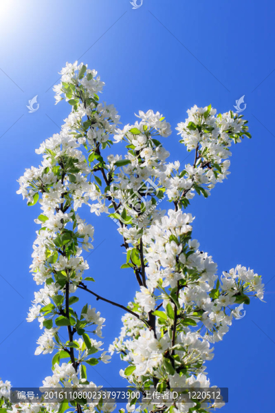 蘋果樹的花