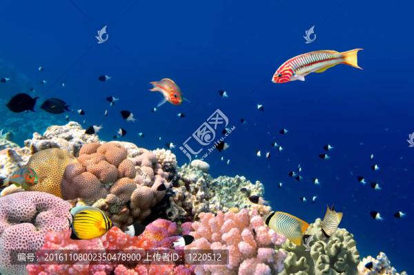 珊瑚礁魚類Thalassoma,klunzingeri（Klunzinger,s,Wrasse）珊瑚