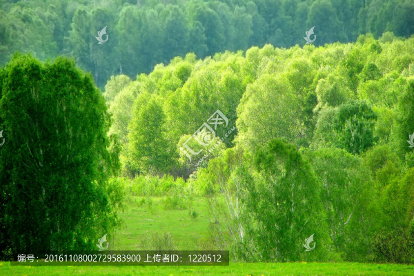 森林景觀
