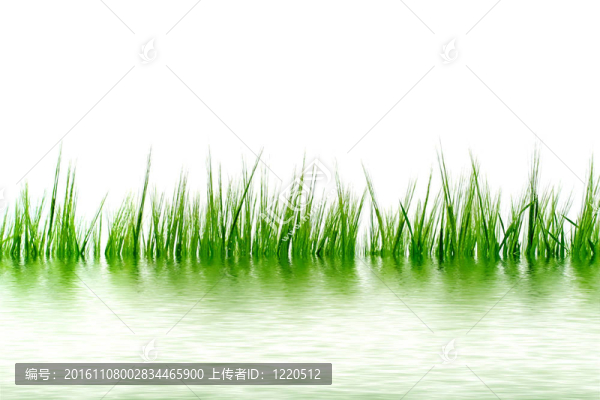 水里的草