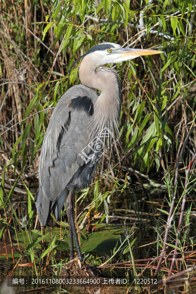 大藍(lán)鷺（Ardea,herodias）