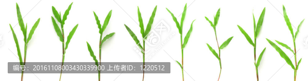 白色背景草
