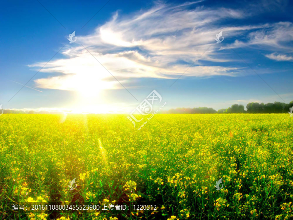 美麗的夏日風(fēng)景