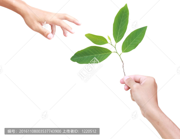 在白色背景上分離的手和植物