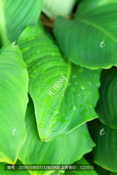 水上滴葉子