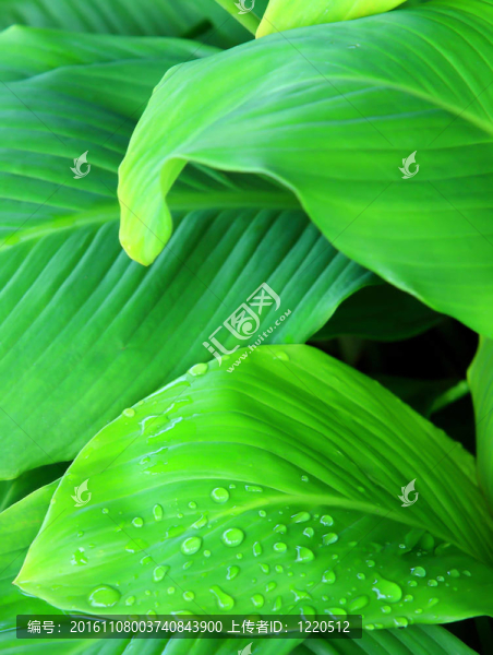 水上滴葉子