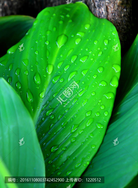 水上滴葉子