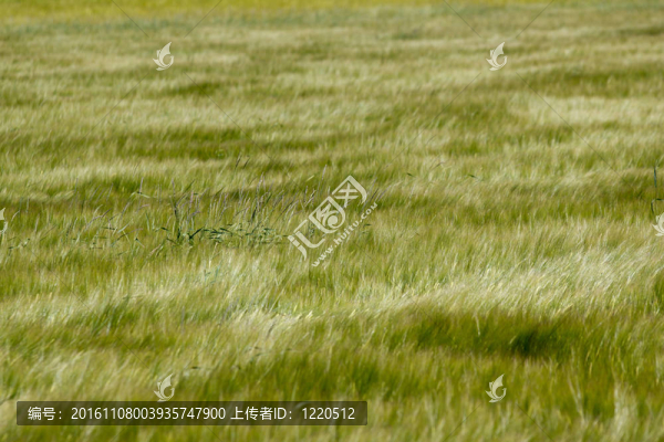 Grassfield在風(fēng)