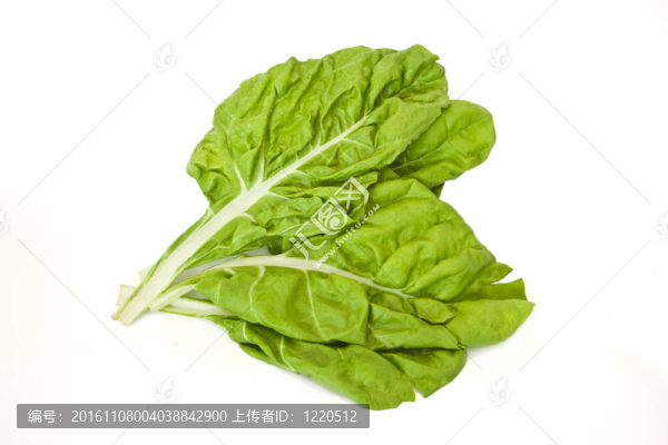 白色背景新鮮菠菜