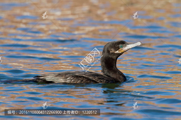 Neotropic,Cormorant（Phalacrocorax,brasilianus）